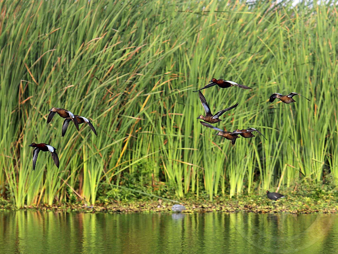 Cinnamon Teal Hunting Peru