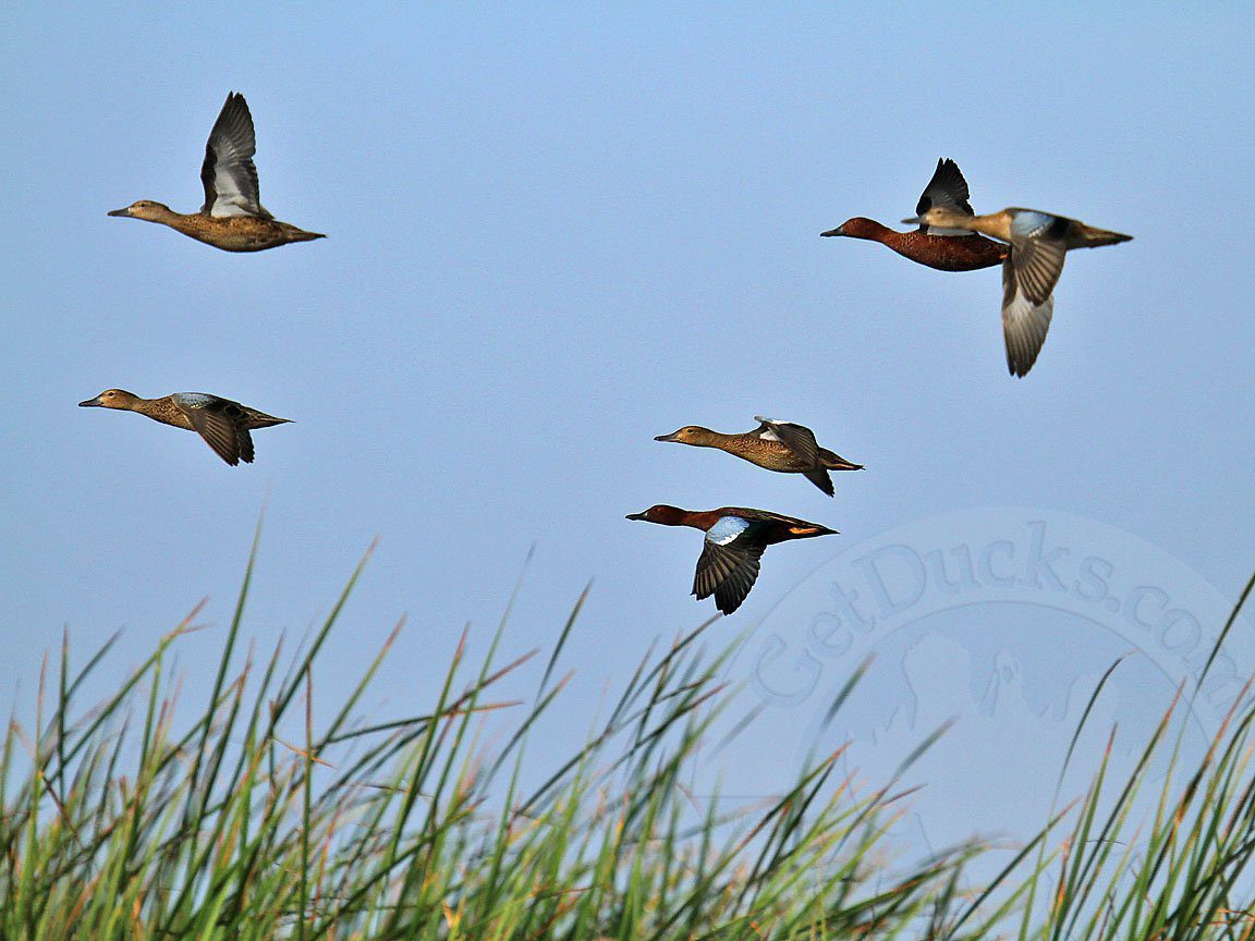 Cinnamon Teal