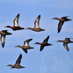 Where is the most cinnamon teal?