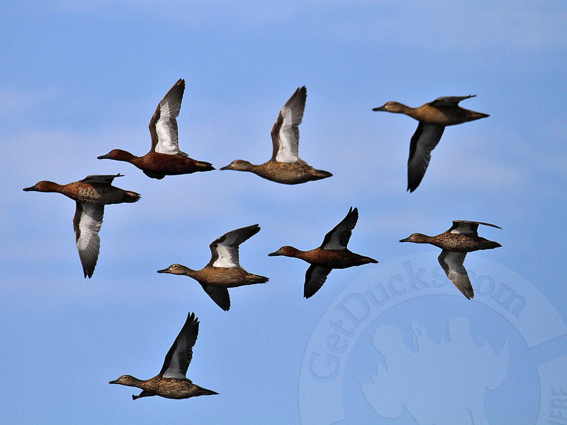 Where is the most cinnamon teal?