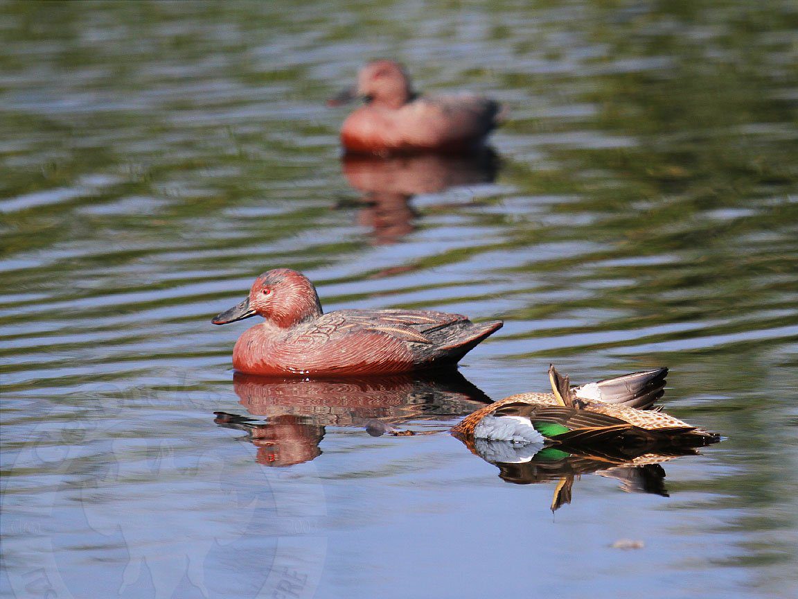 Peru Duck Hunting