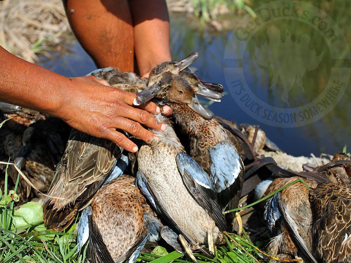 Cinnamon Teal Hunt Peru