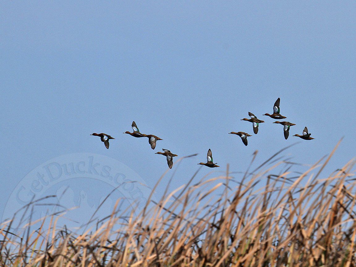 Peru Duck Hunting