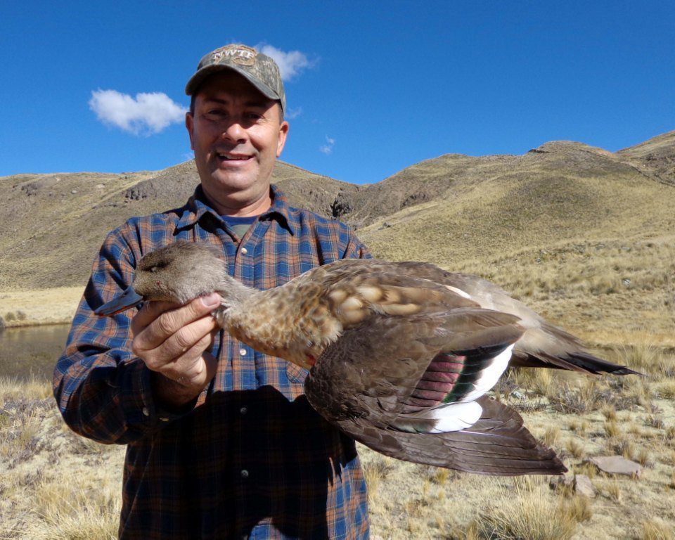 Peru Duck Hunting Crested Ducks