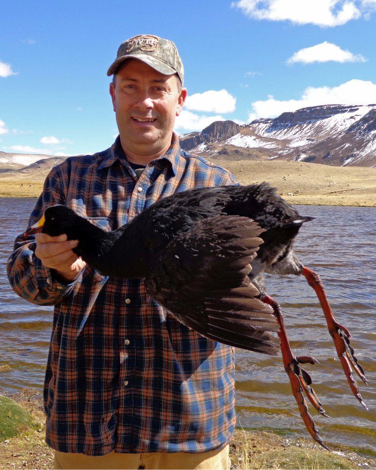 Peru Duck Hunting Giant Coot