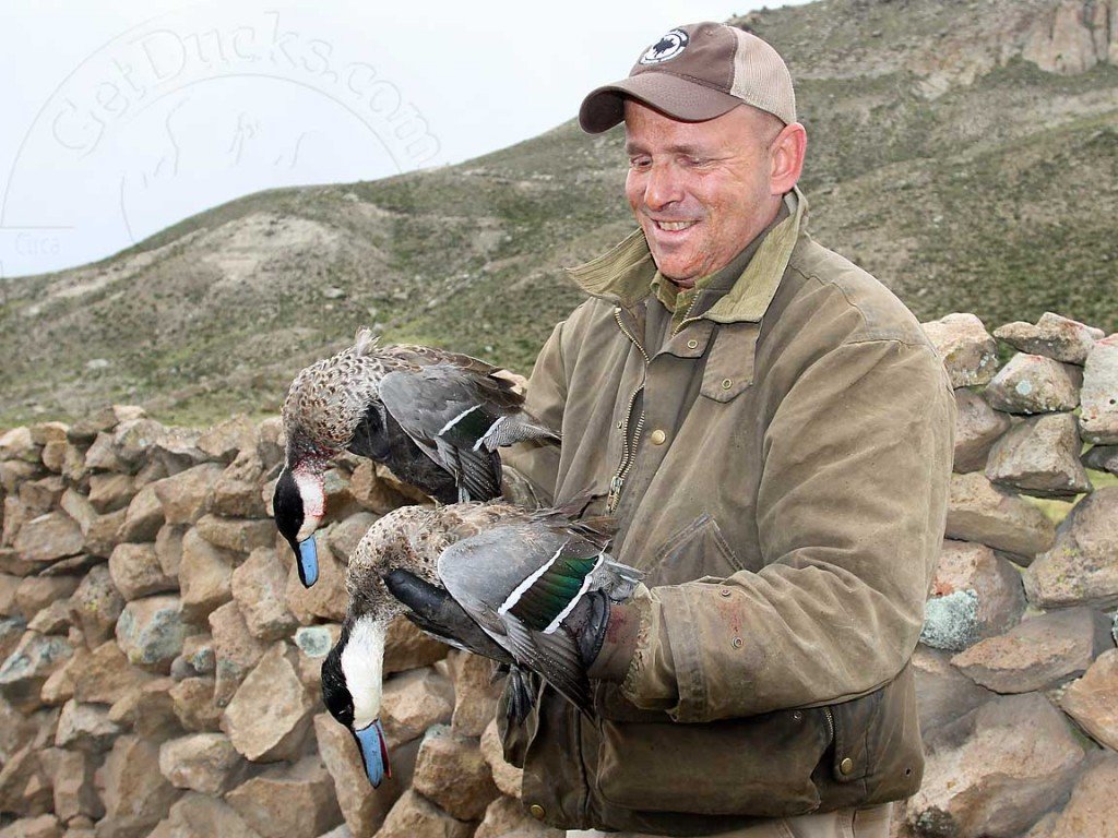 Peru Duck Hunting Puna Teal
