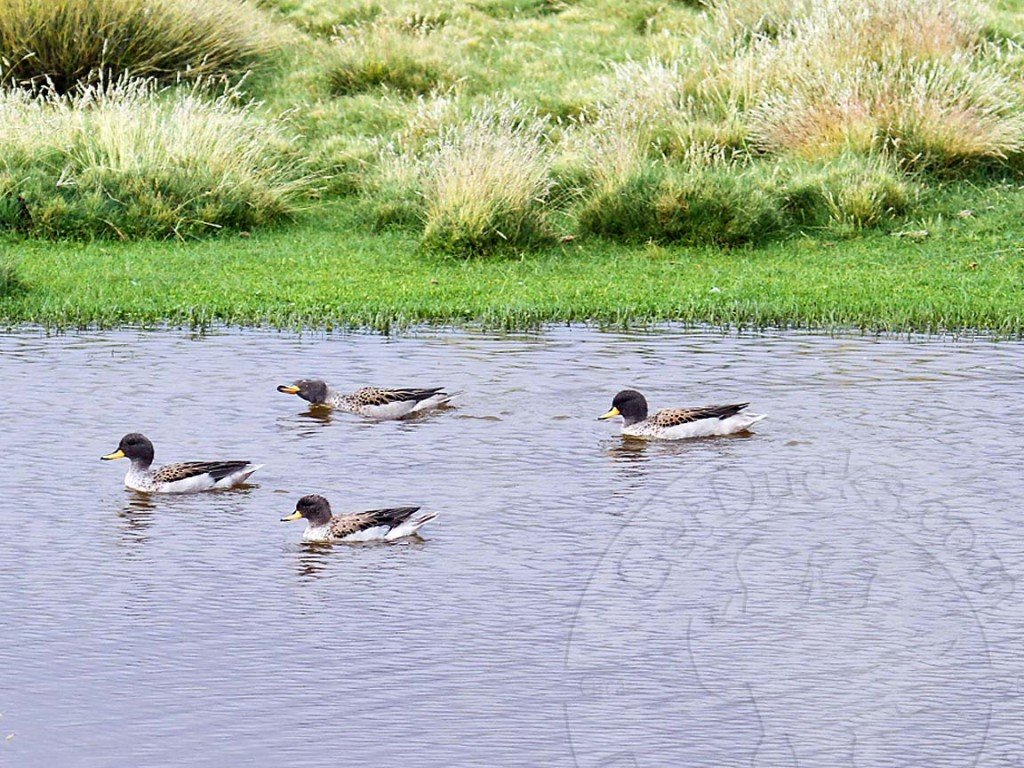 Sharp Winged Teal