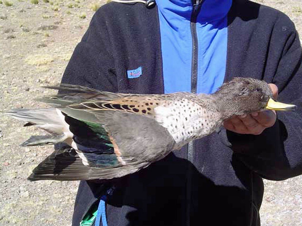 Sharp Winged Teal