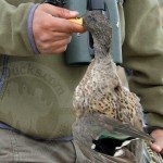 Peru Duck Hunting Sharp Winged Teal