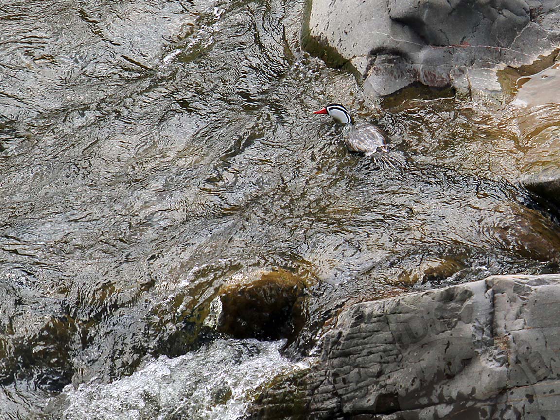 Torrent Duck