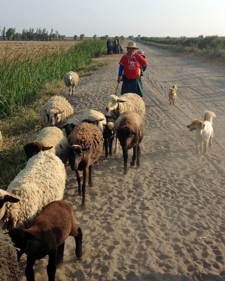 Peru Duck Hunting