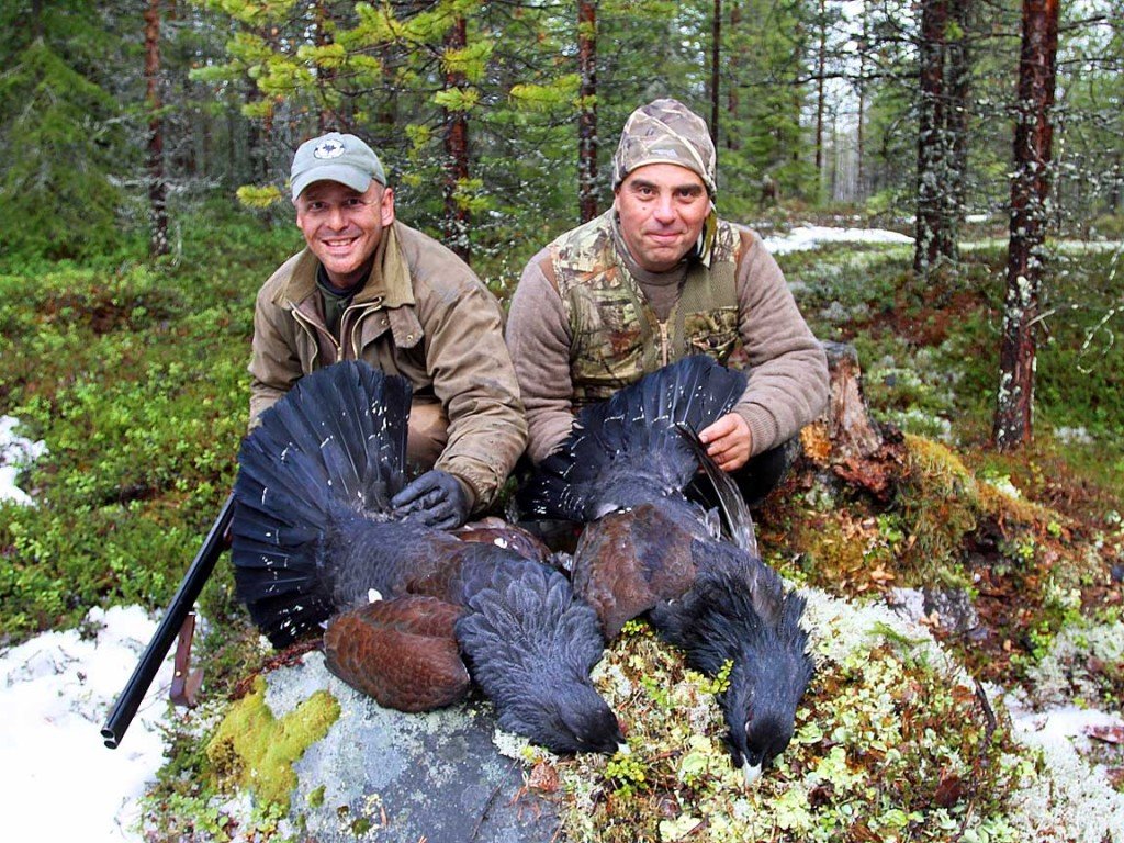 western capercaillie