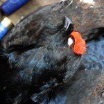 Russia Hunting Black Grouse