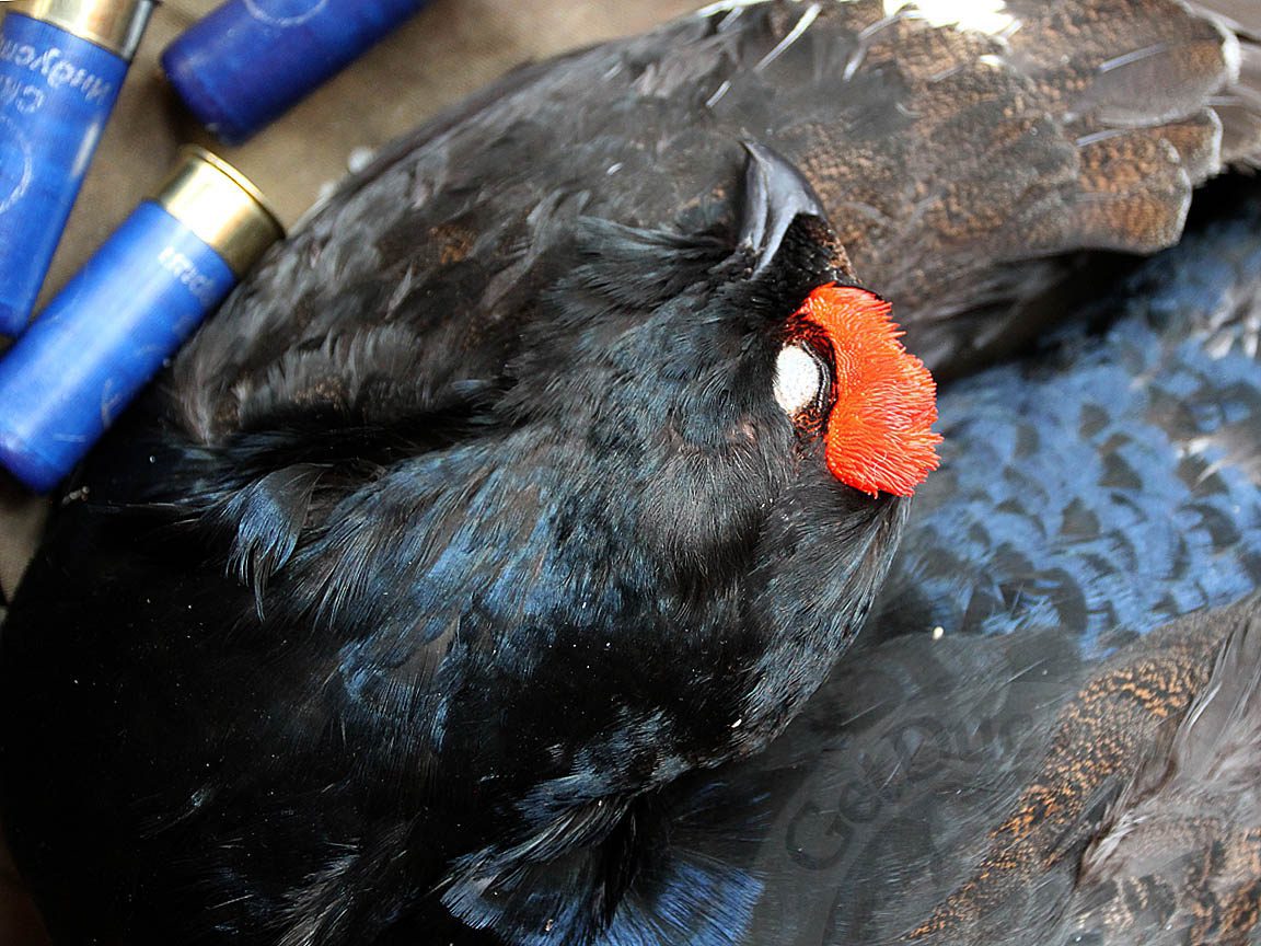 Russia Hunting Black Grouse