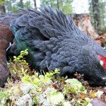 Russia Capercaillie Hunting