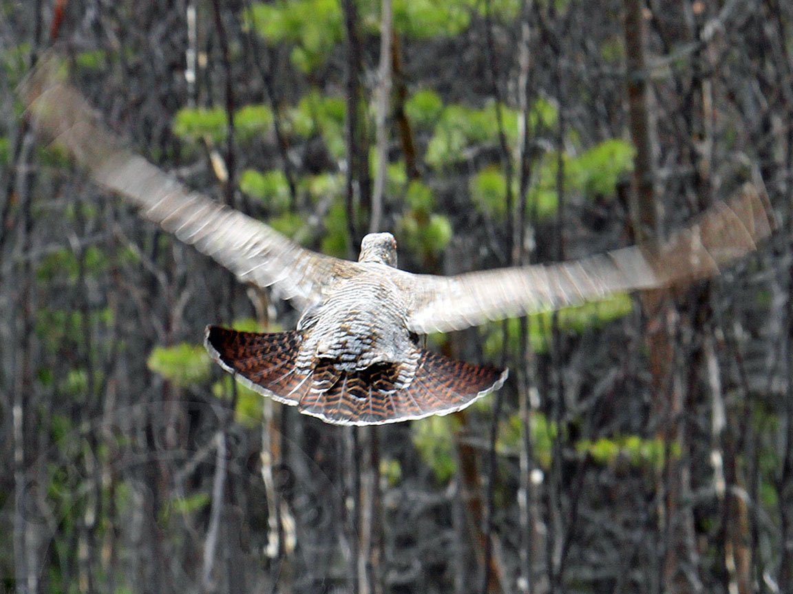 Russia Capercaillie Hunting