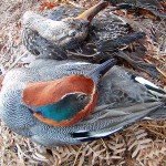 Russia Duck Hunting Eurasian Wigeon