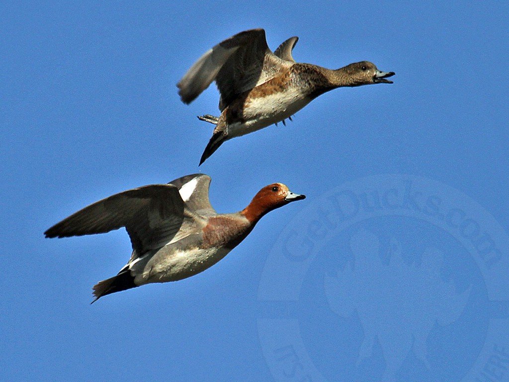 eurasian wigeon