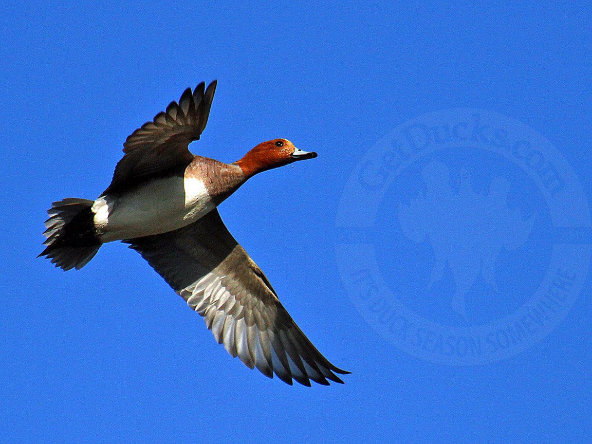 Russia Duck Hunting Eurasian Wigeon