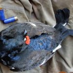 Russia Duck Hunting Black Grouse