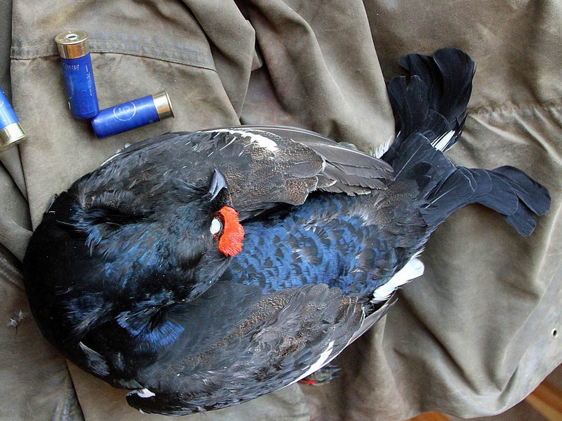 Russia Duck Hunting Black Grouse