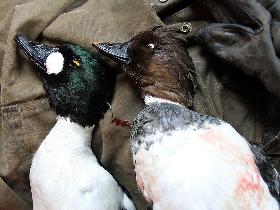 Russia Duck Hunting Goldeneye