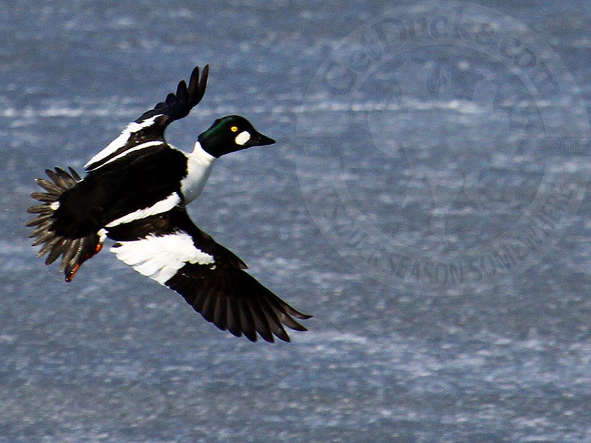 Russia Duck Hunting Goldeneye