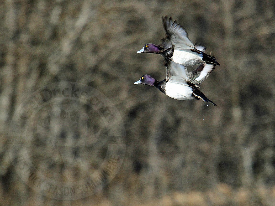 Russia Duck Hunting Tufted Ducks