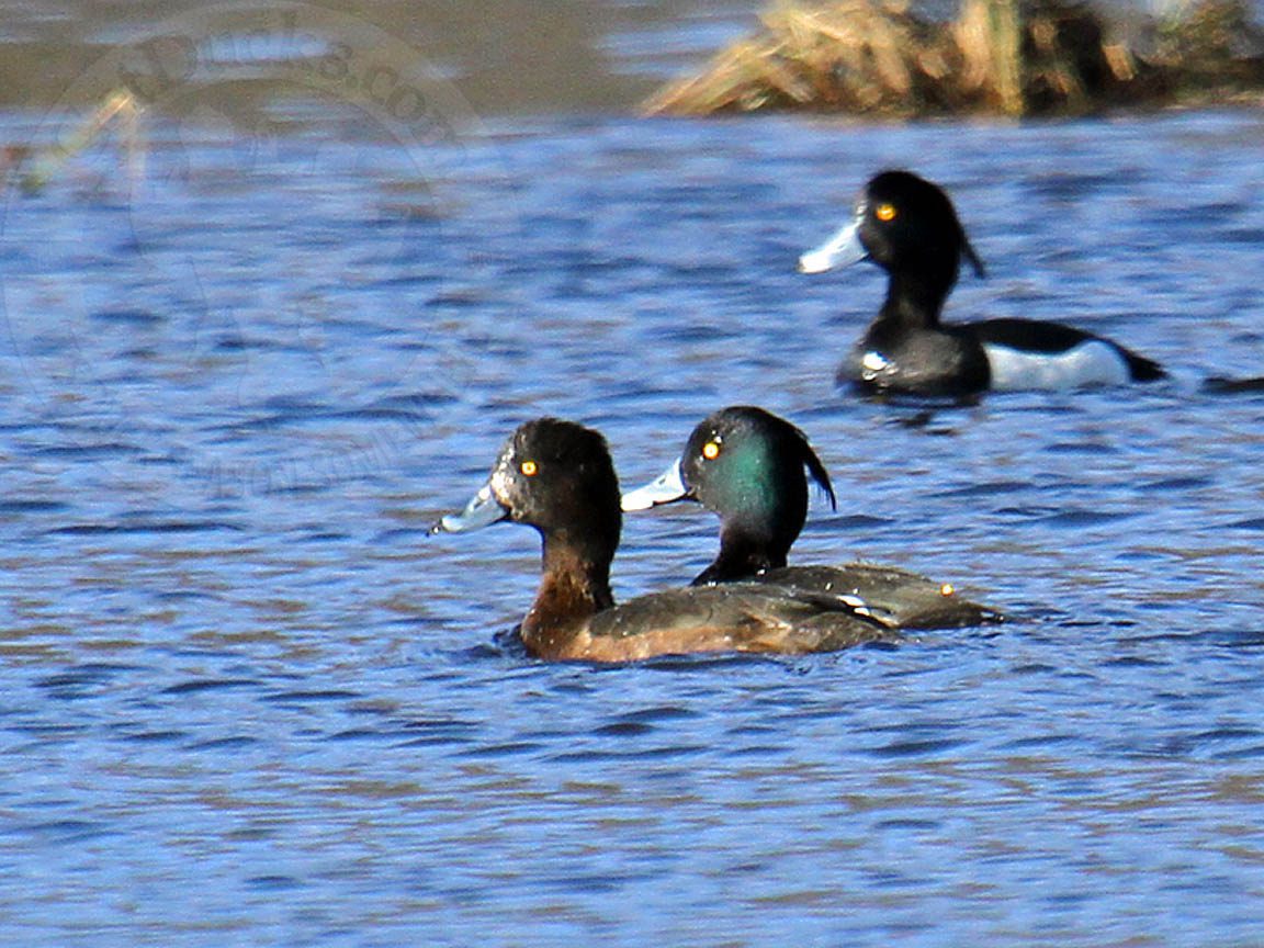 Russia Duck Hunting Tufted Ducks