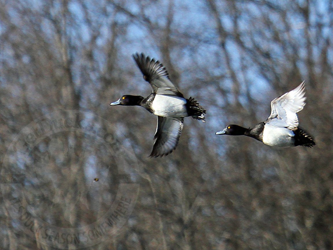 Russia Duck Hunting Tufted Ducks