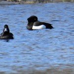 Russia Duck Hunting Tufted Ducks