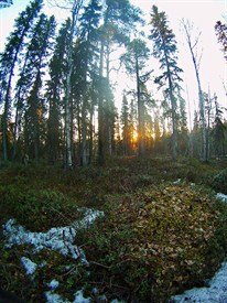 russia capercaillie hunting