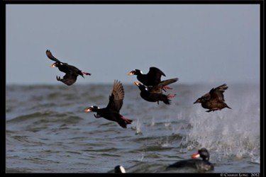 sea%20duck%20hunting%20scoters%202_375x250