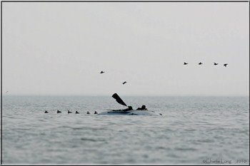 seaduck%20hunting%20layout%20boat_350x233