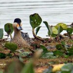 La Paz Argentina Duck Hunting