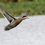 La Paz Argentina Duck Hunting