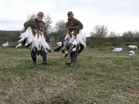 Spring Snow Goose Hunting in Quebec Canada