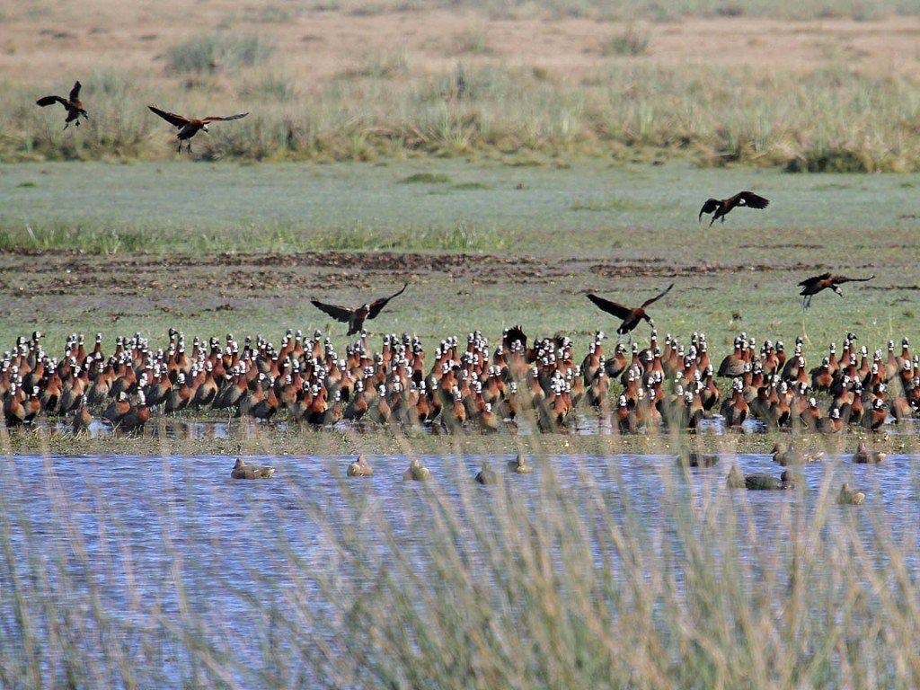 white faced whistling duck