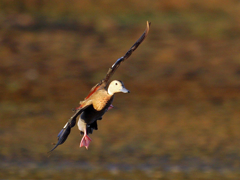 ringed teal