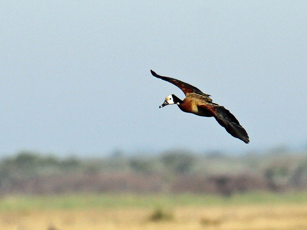 white-faced whistling duck