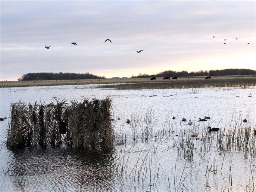 Las Flores Argentina Duck Hunting