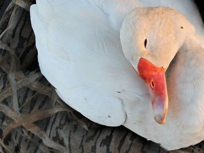 Las Flores Argentina Duck Hunting