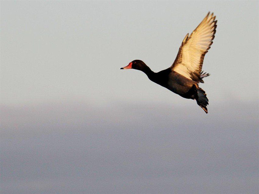 Las Flores Argentina Duck Hunting