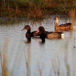 Las Flores Argentina Duck Hunting