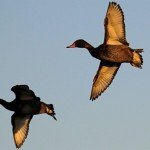 rosy-billed pochard