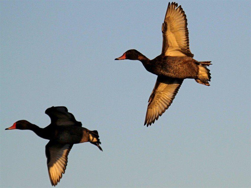 rosy-billed pochard