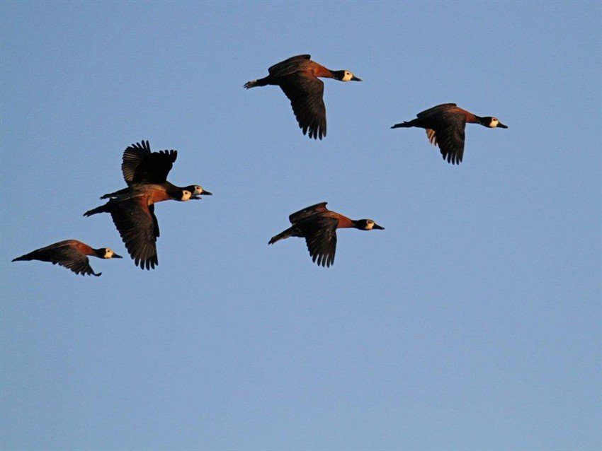 Las Flores Argentina Duck Hunting