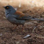 Gould's Turkey Hunting Yellow Eyed Junco