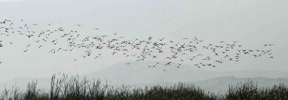 peru duck hunting photos