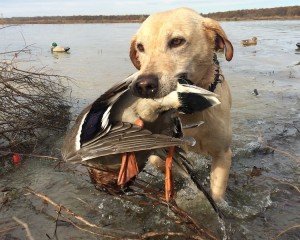 arkansas duck hunting_0595